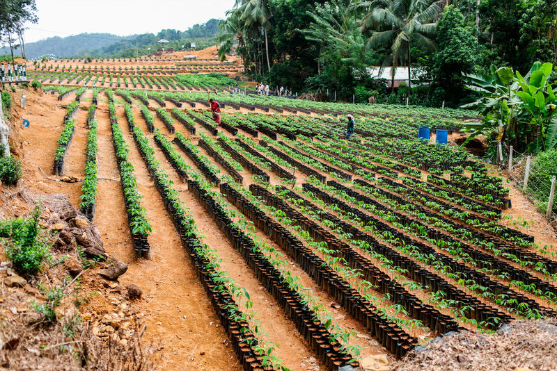 Forest Stewardship Council (FSC)