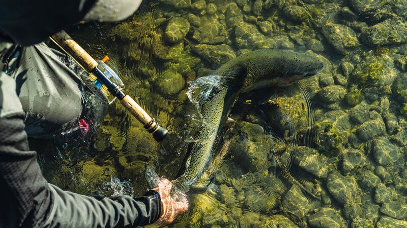 An angler releases a trout in shallow water.