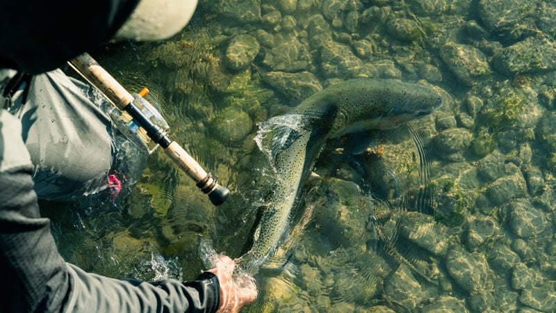 Patagonia Fly Fish